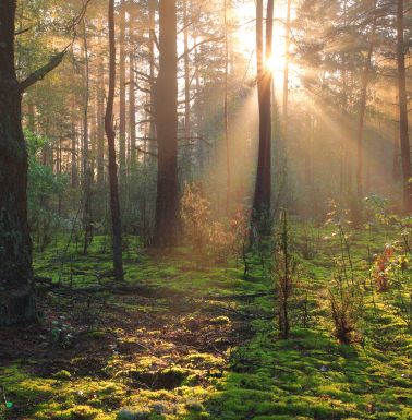 foret a champignon