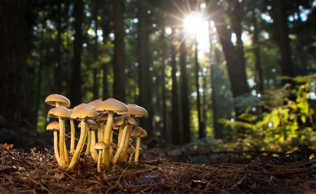 Champignons des forêts : guide pratique pour les cueilleurs<div class="custom-breadcrumb"><p id="breadcrumbs"><span><span><a href="https://wikichampi.com/">Accueil</a></span> » <span><a href="https://wikichampi.com/category/blog/">Blog</a></span> » <span class="breadcrumb_last" aria-current="page"><strong>Sol et champignon : L’impact sur la croissance</strong></span></span></p></div>