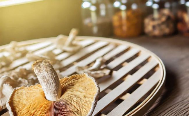 Comment faire sécher des champignons