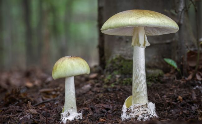 L'Amanite Phalloïde (Amanita phalloides)