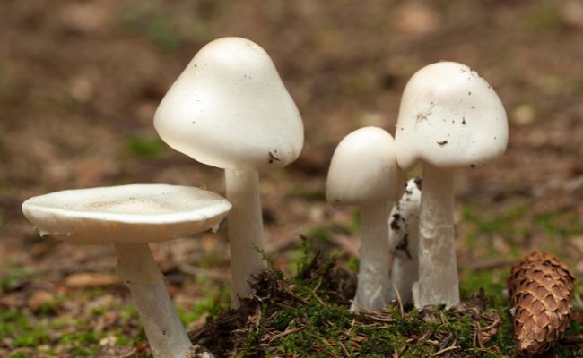 L'Amanite Vireuse (Amanita virosa)