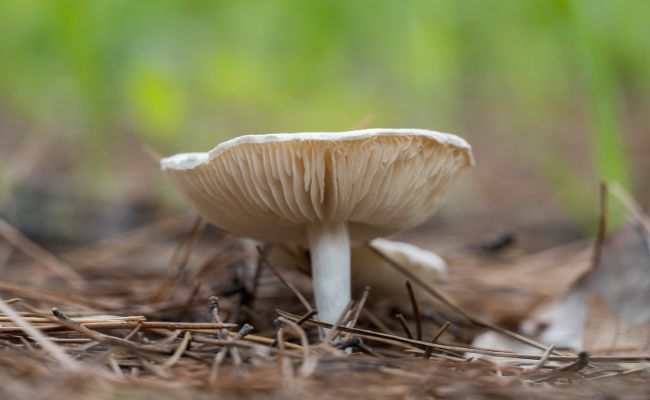 Le Clitocybe Blanc (Clitocybe dealbata)