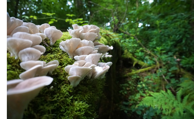 champignon blanc